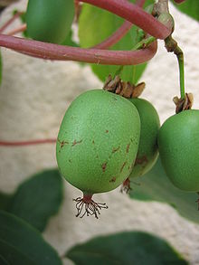 KIWI (MINI) ACTINIDIA  ARGUTA 